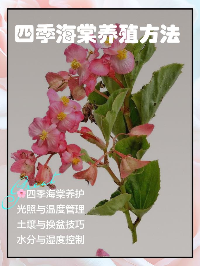 如何栽培海棠花:从选时到成活的完整种植技术指南 浇定根水
