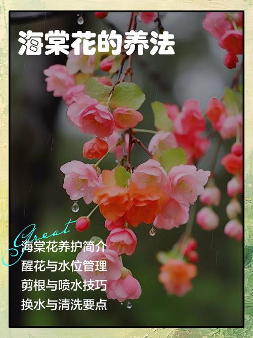 如何栽培海棠花:从选时到成活的完整种植技术指南 缓苗管理