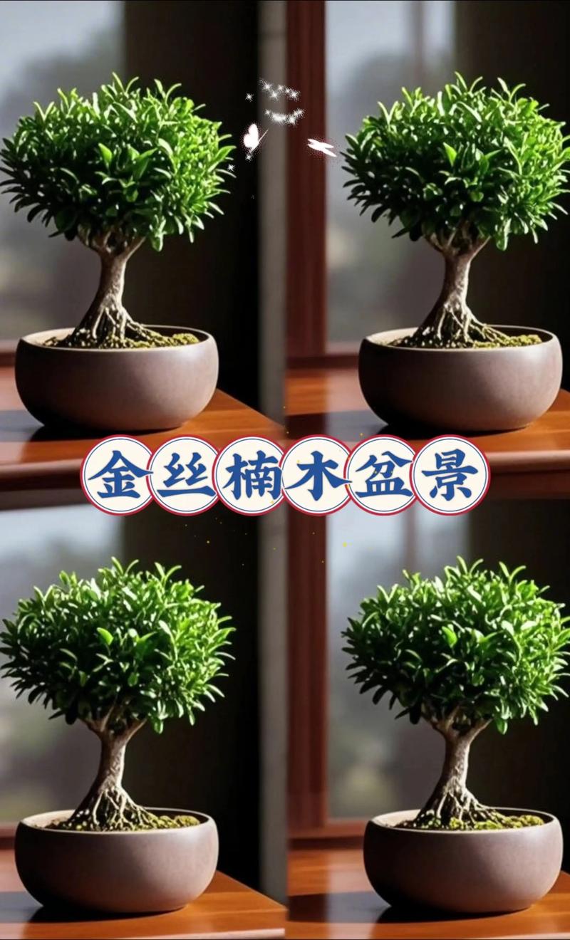 小叶赤楠是金丝楠木吗?盆景爱好者必看的区别与辨别指南 小叶赤楠是金丝楠木吗?盆景爱好者必看的区别与辨别指南