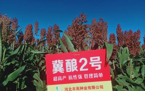 高粱种子什么品种最好？2026年三大主流品种6维度对比与选择建议