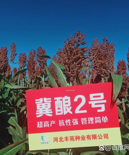 高粱种子什么品种最好？2026年三大主流品种6维度对比与选择建议