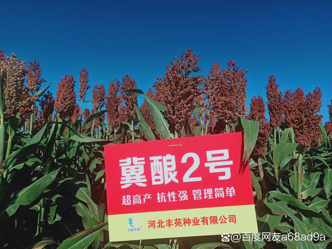 高粱种子选择指南：三大主流品种6维度对比