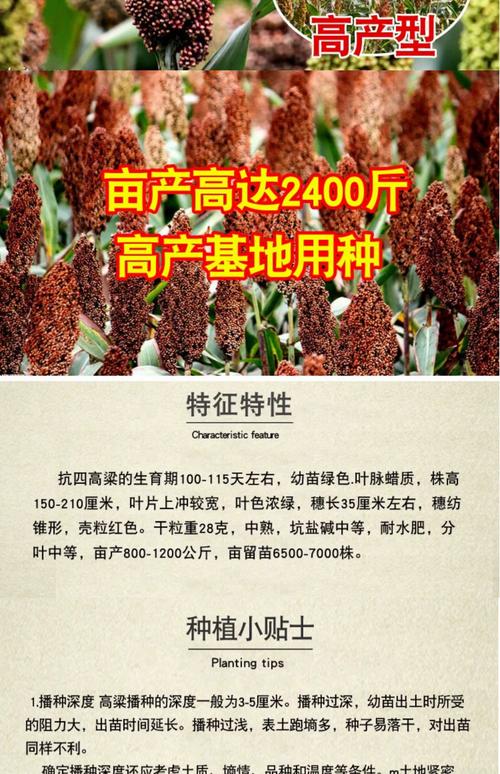 最终选择建议