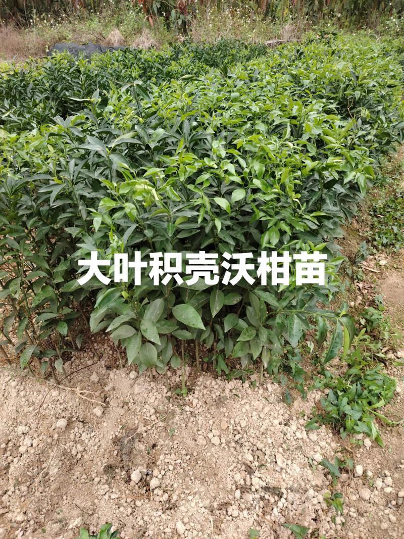 沃柑树苗价格全解析:2026年最新报价参考与影响因素 数量影响单价:批发价低30%-50%