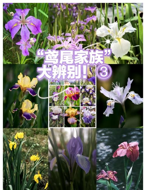 鸢尾花都有什么颜色?从蓝紫到复色,一篇文章看懂所有花色与养护要点 越冬与越夏管理:分气候带操作清单
