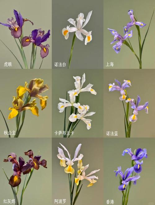 鸢尾花都有什么颜色?从蓝紫到复色,一篇文章看懂所有花色与养护要点 盆栽/地栽选择决策:3个判断标准
