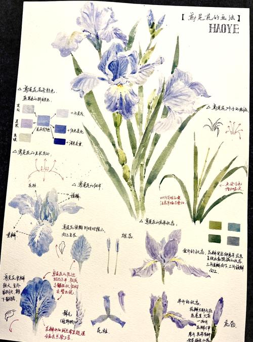 鸢尾花都有什么颜色?从蓝紫到复色,一篇文章看懂所有花色与养护要点 常见误区与纠正
