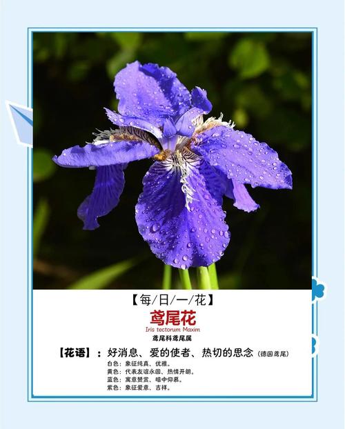 鸢尾花都有什么颜色?从蓝紫到复色,一篇文章看懂所有花色与养护要点 FAQ