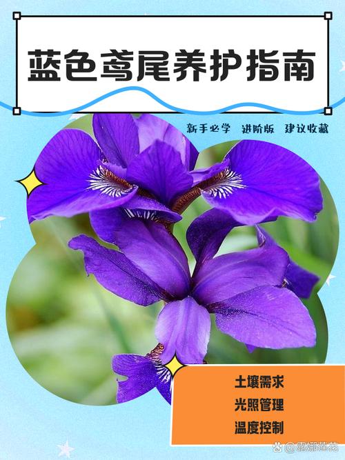 鸢尾花都有什么颜色?从蓝紫到复色,一篇文章看懂所有花色与养护要点 总结:3个核心可执行动作