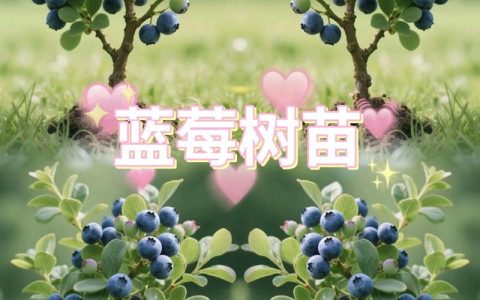 为什么家里不能种蓝莓？家庭蓝莓盆栽种植技术全指南