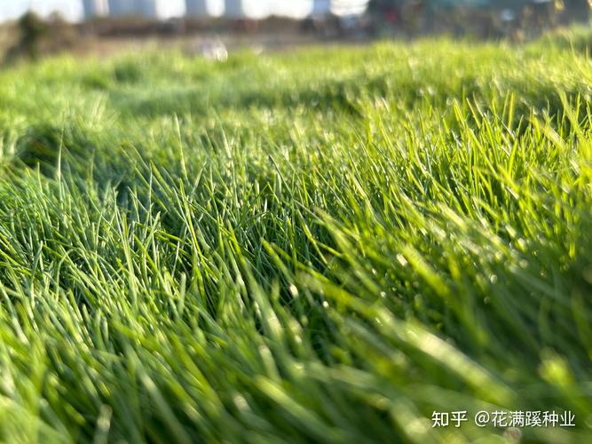 黑麦草青贮全攻略:冷季型草坪的饲料化利用与养护指南 品种对比:哪些黑麦草适于青贮?