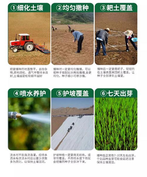 黑麦草青贮全攻略:冷季型草坪的饲料化利用与养护指南 常见错误