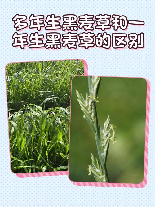 黑麦草青贮全攻略:冷季型草坪的饲料化利用与养护指南 总结
