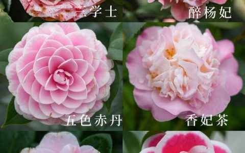 三种最受欢迎的家庭花卉对比：月季、绣球花与铁线莲，谁是你的最佳选择？