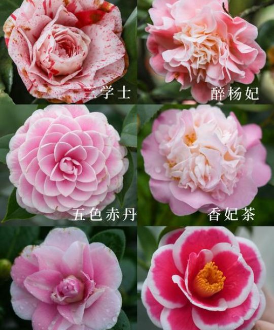 三种最受欢迎的家庭花卉对比：月季、绣球花与铁线莲，谁是你的最佳选择？