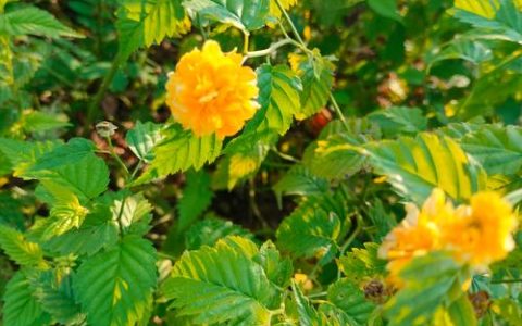 春日里的金黄盛宴：那些“黄黄的”惊艳花卉与园艺指南