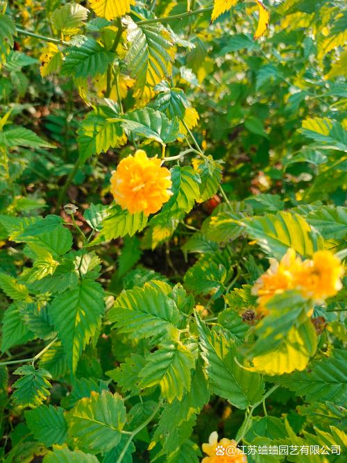 春日里的金黄盛宴:那些“黄黄的”惊艳花卉与园艺指南 一、早春的“黄黄”使者:迎春花与连翘