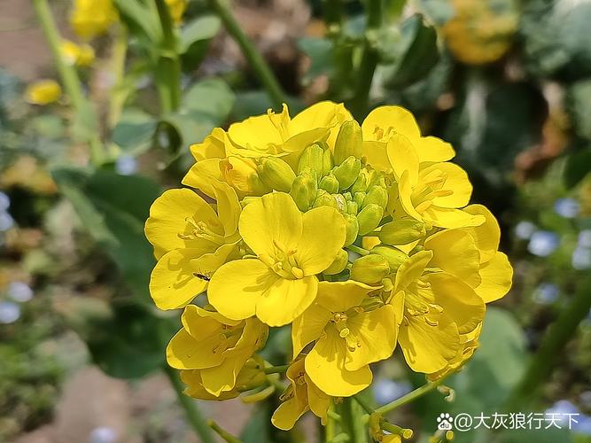 春日里的金黄盛宴:那些“黄黄的”惊艳花卉与园艺指南 三、优雅与浪漫并存:黄玫瑰与金丝桃