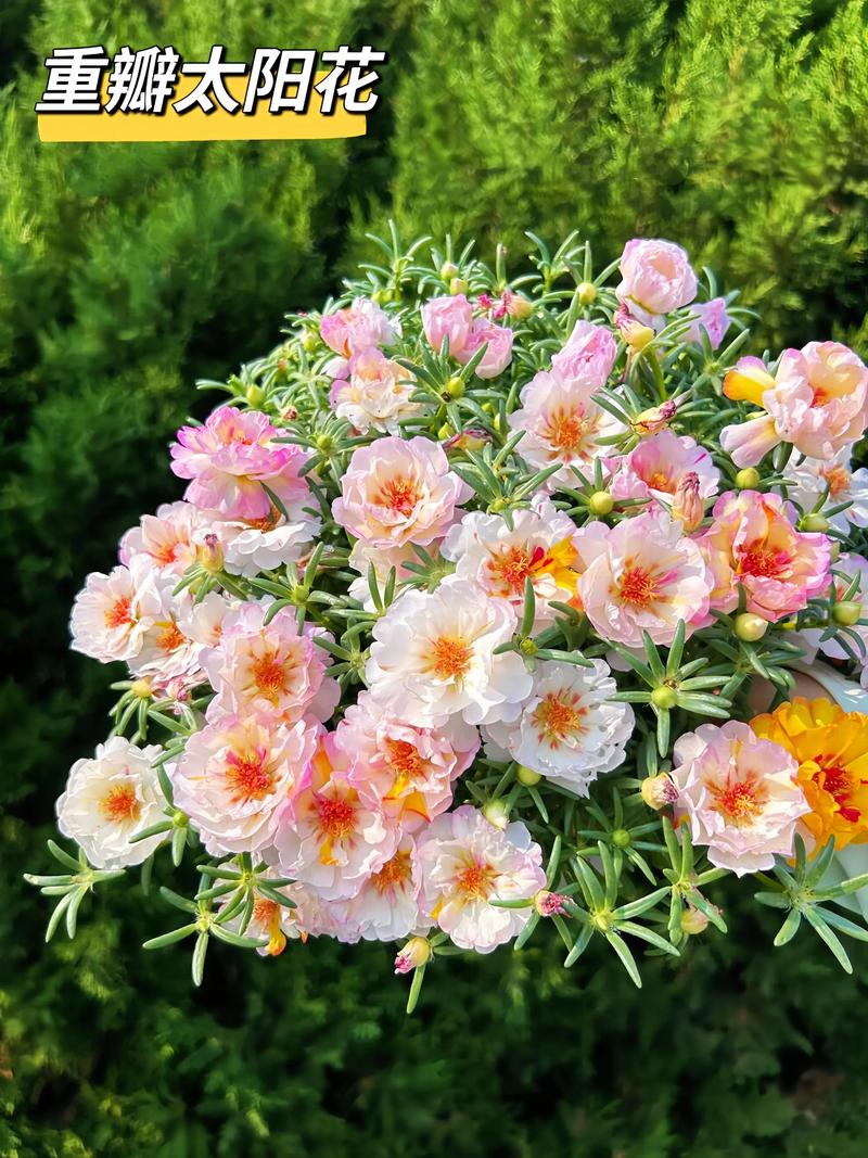 鲜花可以晒太阳吗?——正确光照让花开更绚烂 四、常见误区与禁忌