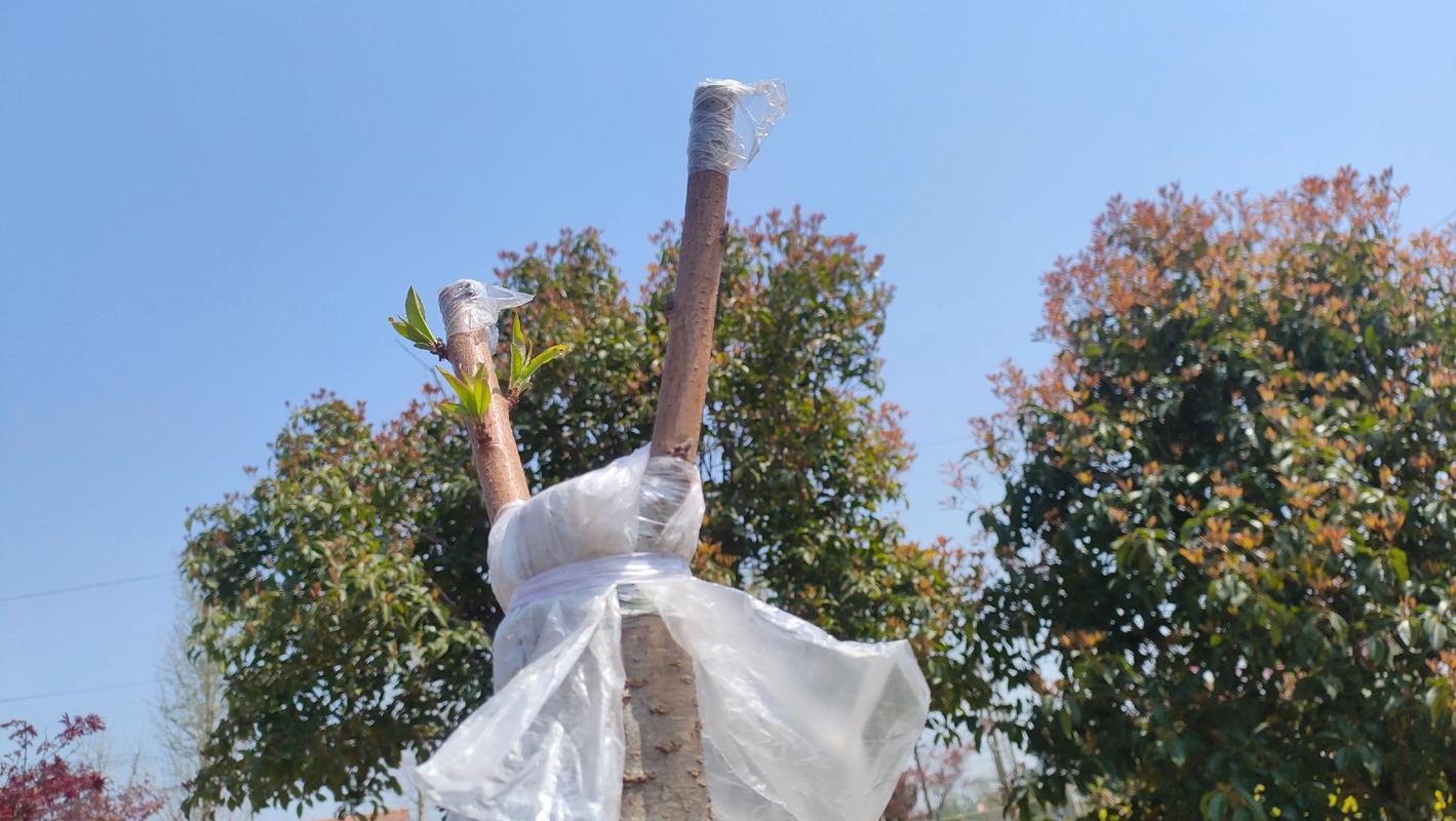 海棠能嫁接桃树吗?跨属嫁接成活率低,生产上不建议采用 生产实践中海棠嫁接桃树的失败症状