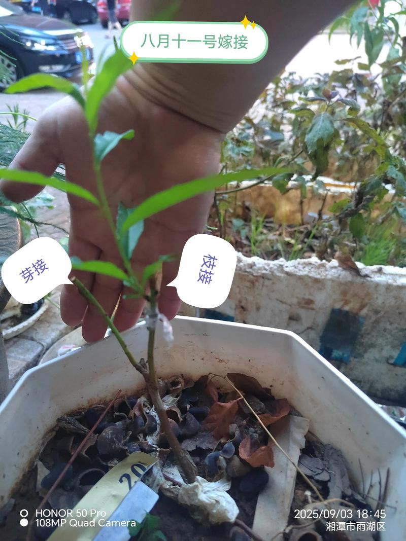 海棠能嫁接桃树吗?跨属嫁接成活率低,生产上不建议采用 如果你想做实验性嫁接,务必控制风险