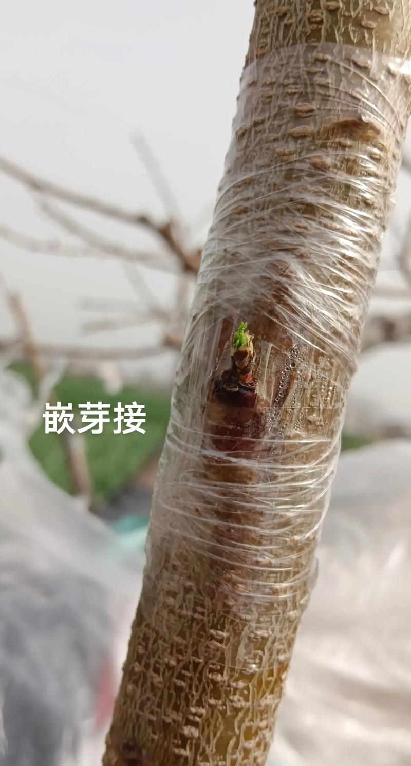 海棠能嫁接桃树吗?跨属嫁接成活率低,生产上不建议采用 失败后的诊断与备选方案