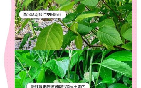 绣球花只长叶子不开花怎么办？5大原因排查与促花养护指南