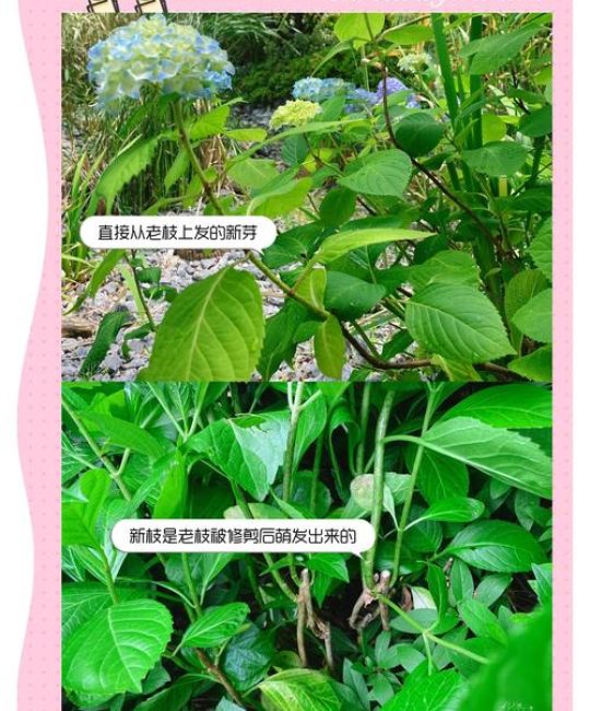 绣球花只长叶子不开花怎么办？5大原因排查与促花养护指南
