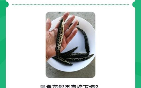黑鱼苗怎么繁殖？——繁殖育苗技术专家全流程指导