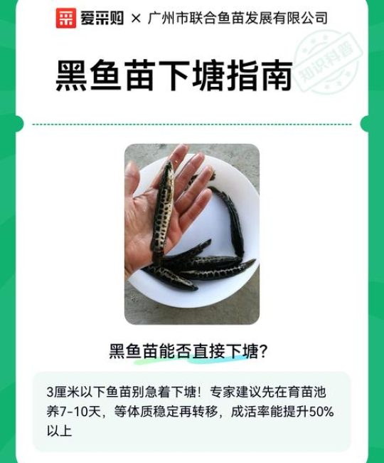 黑鱼苗怎么繁殖？——繁殖育苗技术专家全流程指导