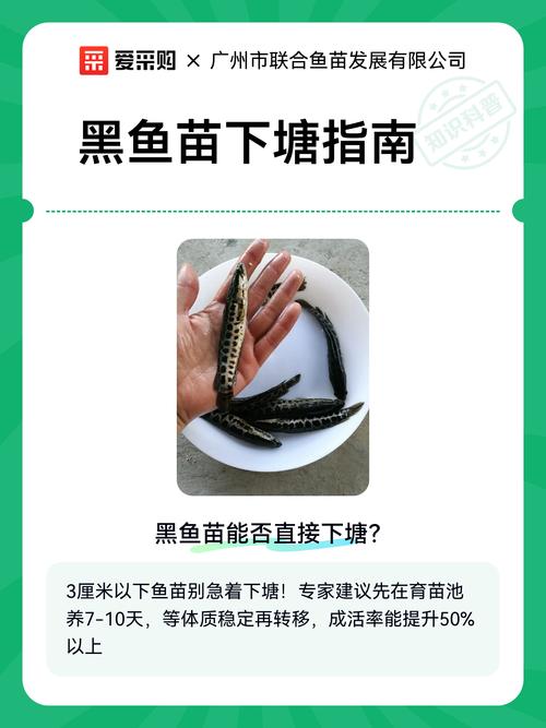 黑鱼苗怎么繁殖?——繁殖育苗技术专家全流程指导 一、品种鉴定与繁殖方式筛选