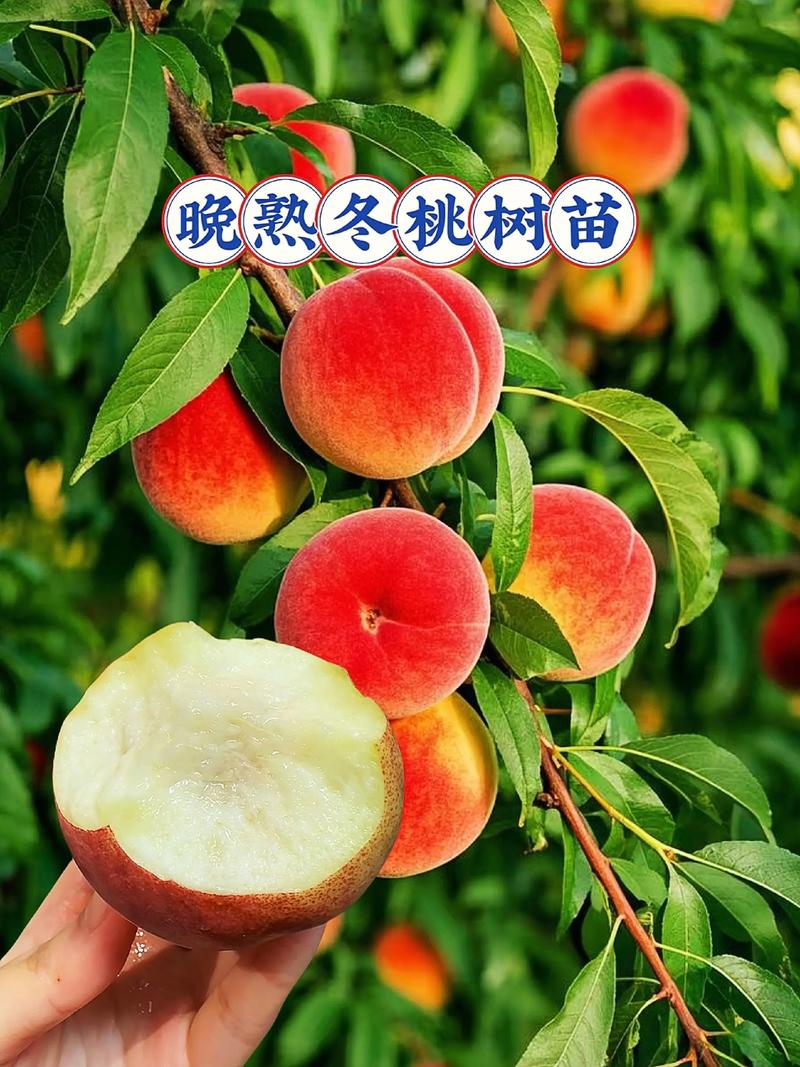 桃树12月能种活吗?冬季种植完全指南 一、适宜时间:12月种植的南北差异与风险控制