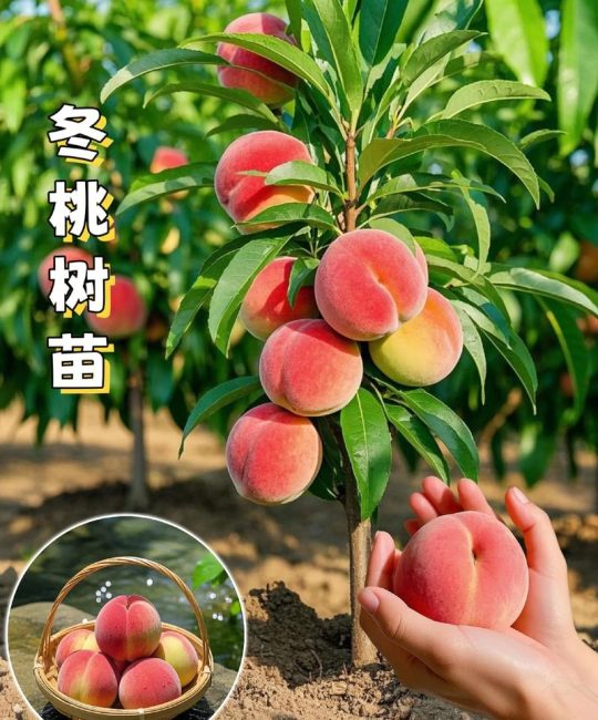 桃树12月能种活吗？冬季种植完全指南