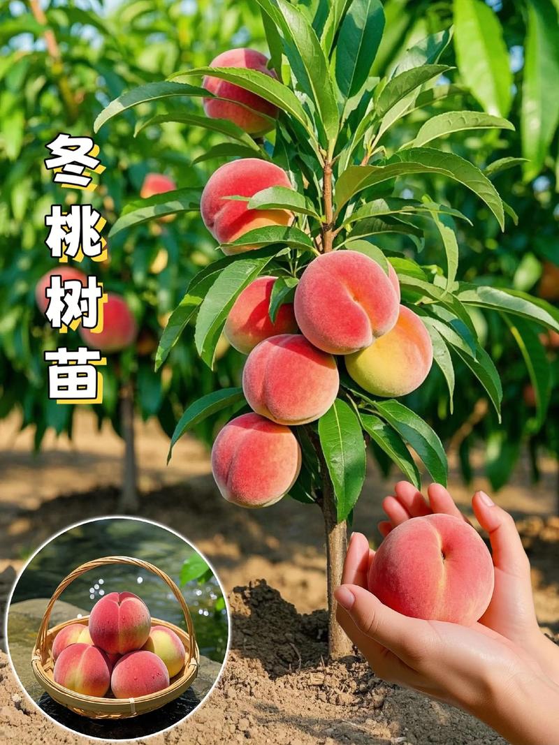 桃树12月能种活吗?冬季种植完全指南 12月种桃树可以活,但必须满足这3个硬性条件
