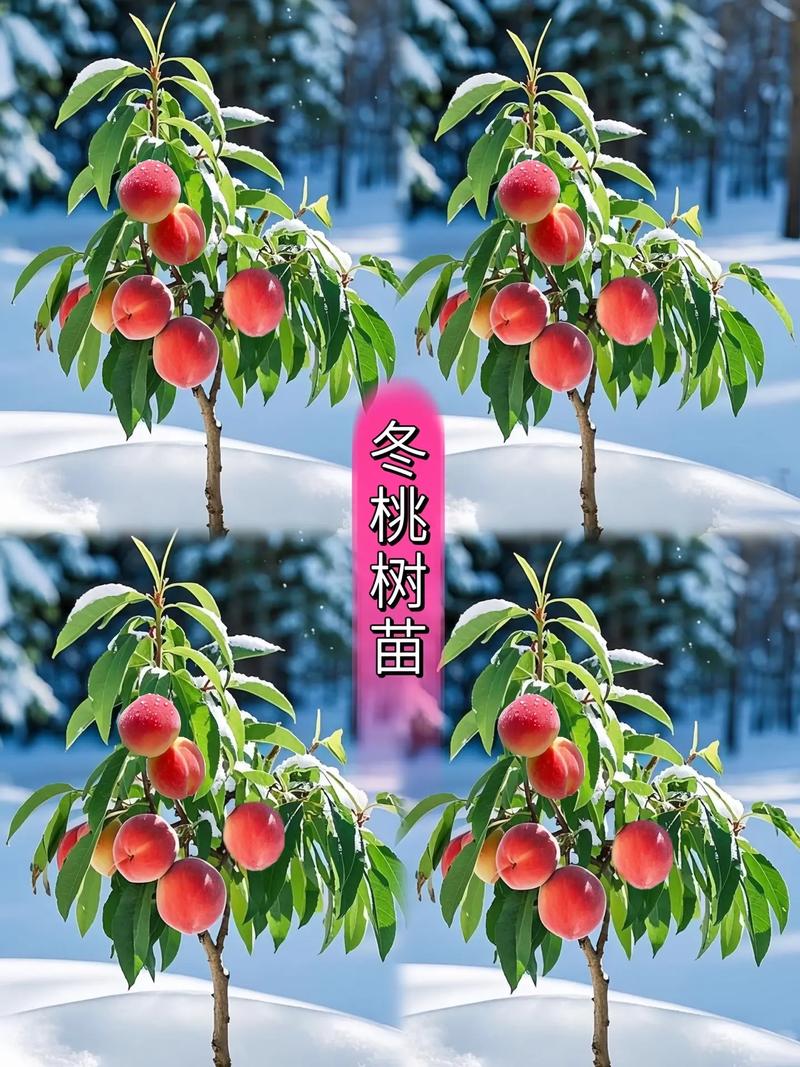桃树12月能种活吗?冬季种植完全指南 六、缓苗管理:冬季缓苗期的防寒与水分控制