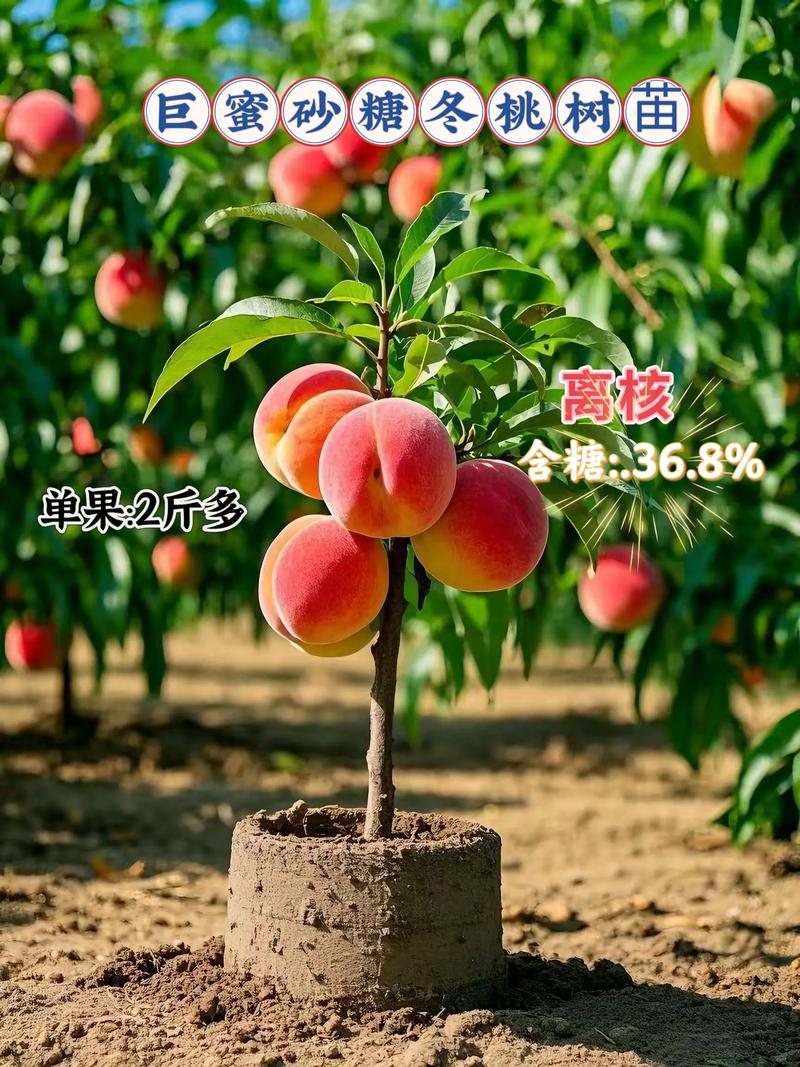 桃树12月能种活吗?冬季种植完全指南 四、栽植深度:冬季种植的深度控制标准