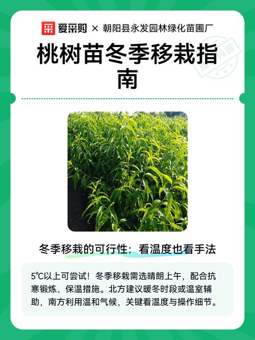 桃树12月能种活吗?冬季种植完全指南 五、浇定根水:冬季浇水的特殊要求