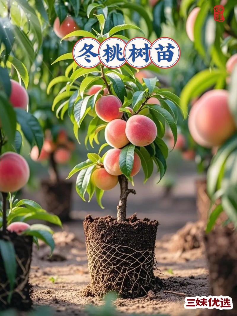 桃树12月能种活吗?冬季种植完全指南 七、成活注意事项:冬季种植后的常见问题与对策