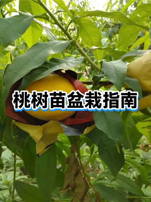 桃树12月能种活吗?冬季种植完全指南 总结验证