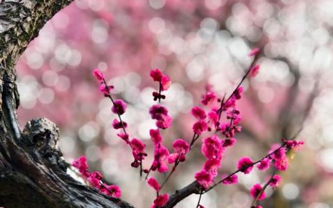 梅花山梅花什么时候开？最佳赏梅时间与花期全解析
