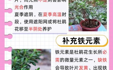 杜鹃花叶子发黄怎么办？常见原因及解决方法