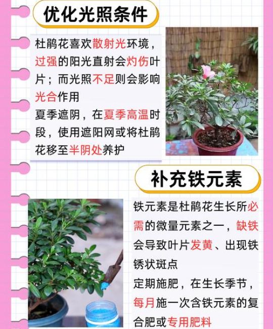 杜鹃花叶子发黄怎么办？常见原因及解决方法