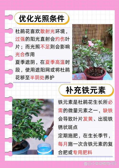 杜鹃花叶子发黄怎么办?常见原因及解决方法 一、浇水不当:黄叶的“头号元凶”