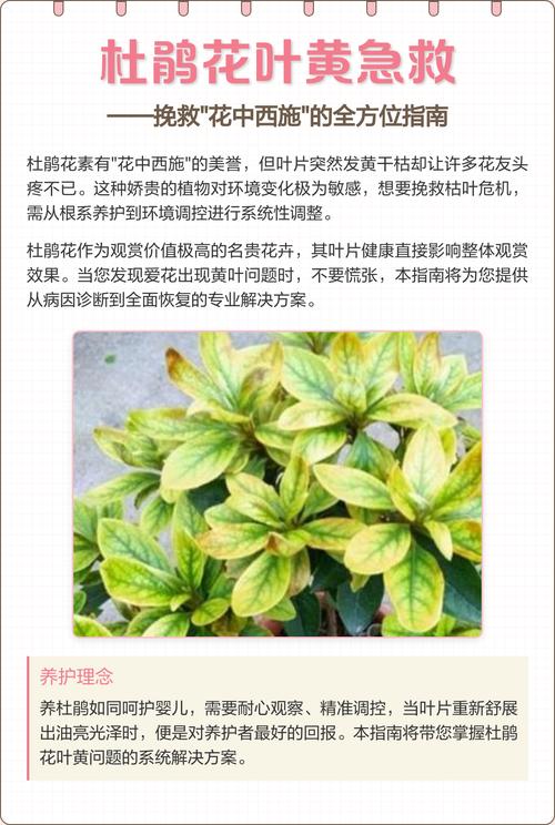 杜鹃花叶子发黄怎么办?常见原因及解决方法 二、光照问题:阳光是双刃剑