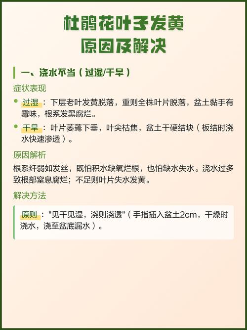 杜鹃花叶子发黄怎么办?常见原因及解决方法 四、施肥不当:过犹不及