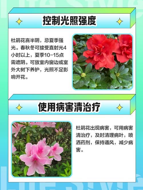 杜鹃花叶子发黄怎么办?常见原因及解决方法 总结:黄叶处理三步走