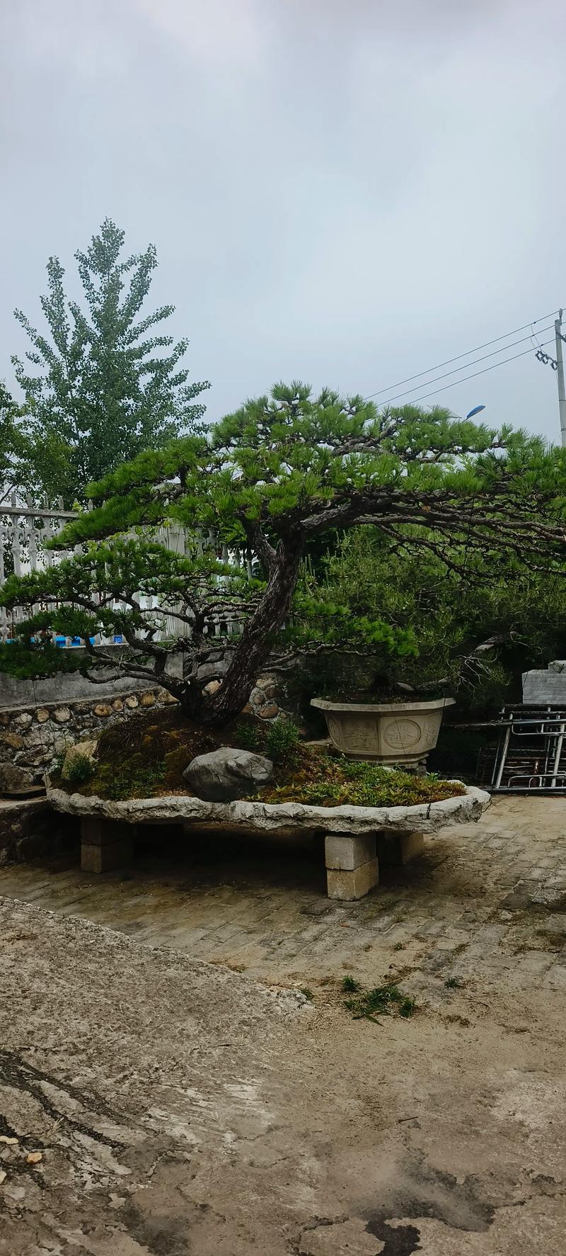 松树适合种在院子里吗?科学选址与栽植要点全解析 一、先看庭院空间与位置