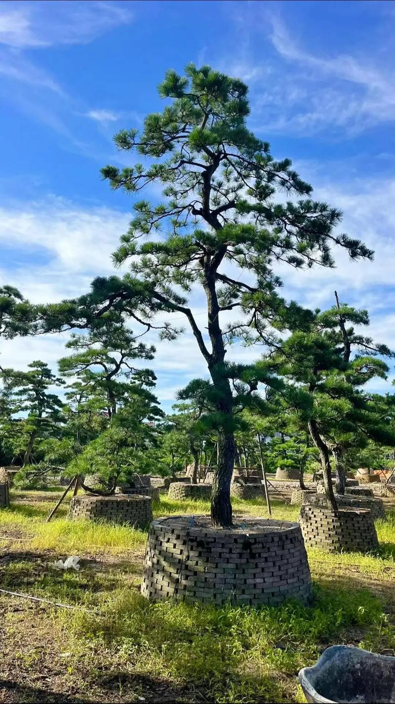 松树适合种在院子里吗?科学选址与栽植要点全解析 三、栽前处理与栽植深度