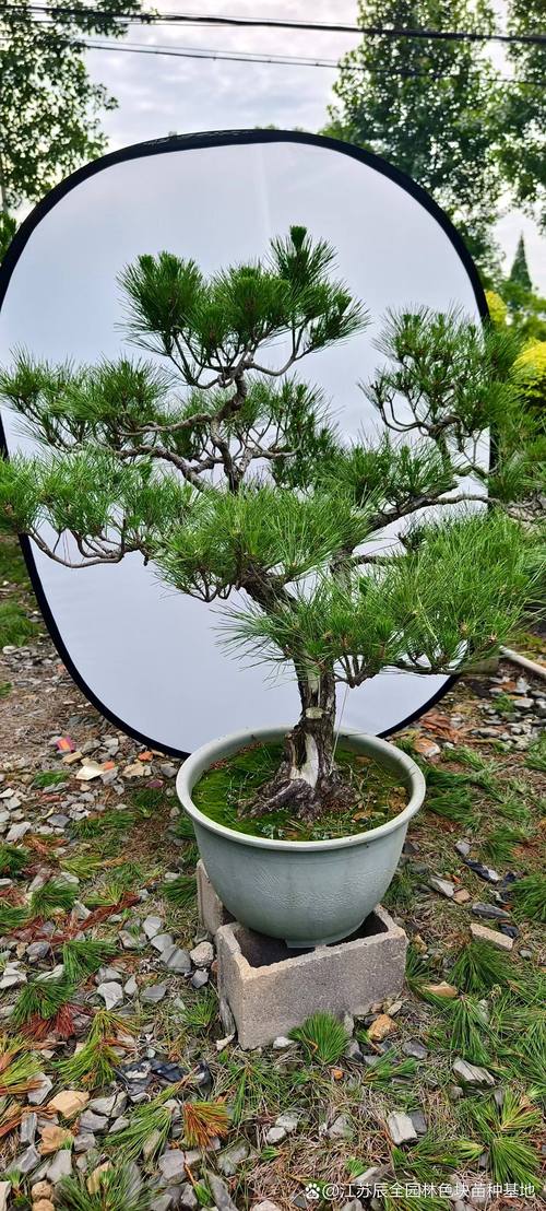 松树适合种在院子里吗?科学选址与栽植要点全解析 四、浇定根水与缓苗管理