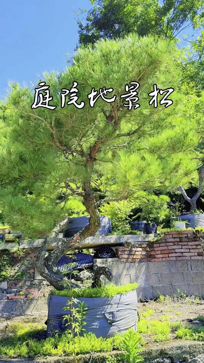 松树适合种在院子里吗?科学选址与栽植要点全解析 五、风险规避与特殊场景建议